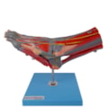 Pé Muscular Com Nervos 9 Partes-18221e6c-5cc5-4546-b3a1-48686997f124