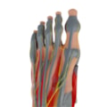 Pé Muscular Com Nervos 9 Partes-fbcefe63-26bb-4304-9232-66907540cd7c