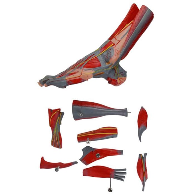 Pé Muscular Com Nervos 9 Partes-5942f178-3bb5-4e99-9647-15e11c9adcff