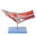 Pé Muscular Com Nervos 9 Partes-c77a0c9f-5b7b-4d30-8e0a-35c99f5733aa