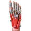 Pé Muscular Com Nervos 9 Partes-6f2fe101-2c09-47d6-b803-7af9fb3d0e55