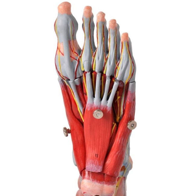 Pé Muscular Com Nervos 9 Partes-d241f867-f70c-4e9b-8a5e-52527e00f59d