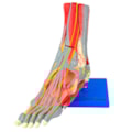 Pé Muscular Com Nervos 9 Partes-b5e69b6f-93db-40cb-9f87-1d135686fb5e