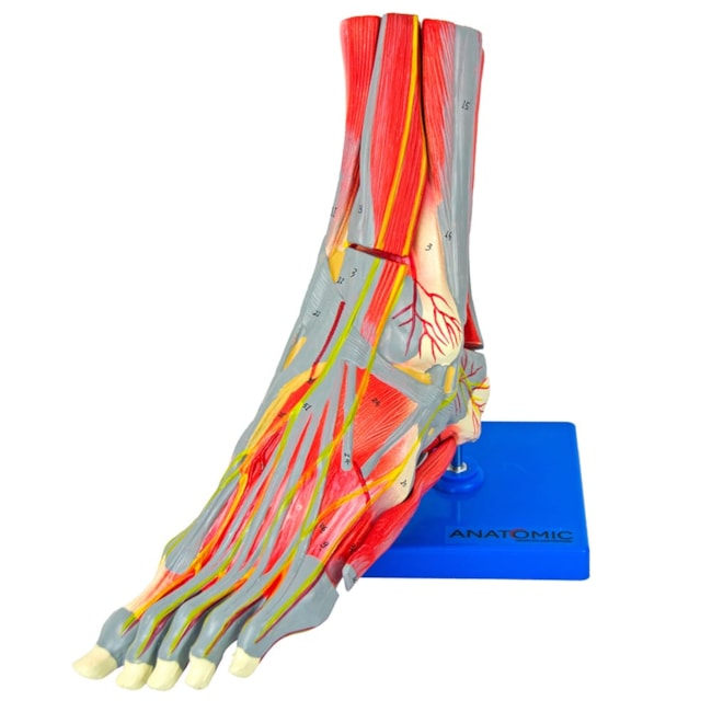 Pé Muscular Com Nervos 9 Partes-f23af762-6e12-4a4c-9d6c-4c670f14ca88