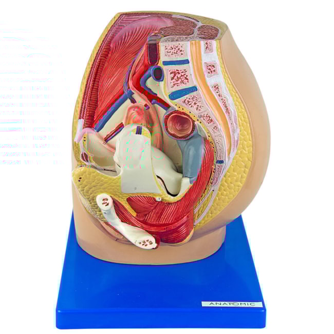 Pelve Feminina 3 Partes-b87036bb-7bca-4b13-b8f3-7ed7ec81258d