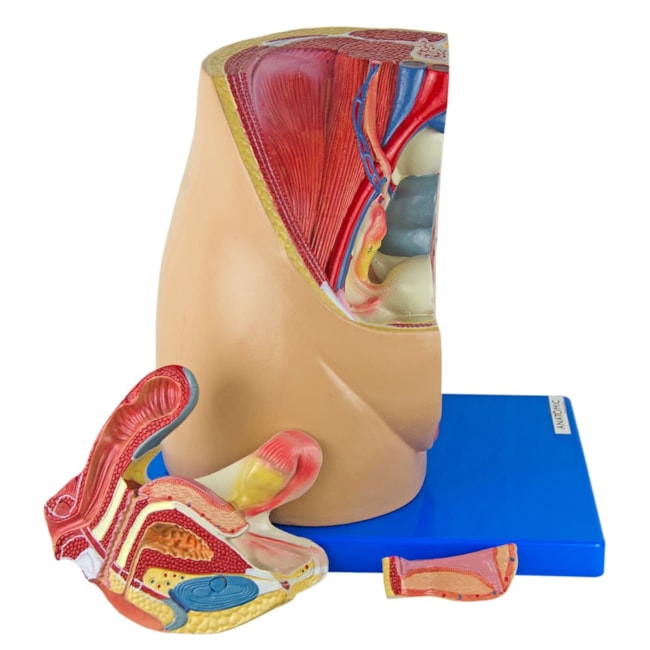 Pelve Feminina 3 Partes-a3f50dae-3392-4599-bc29-7000bdb7416b