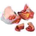 Pelve Feminina Com Músculos e Orgão Genital Feminino 4 partes-b77fbd50-c703-4a45-ba30-50db35fe14d8