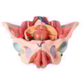 Pelve Feminina Com Músculos e Orgão Genital Feminino 4 partes-322e4479-0e08-44b1-8945-c993b6ae1ea0