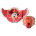 Pelve Feminina Com Músculos e Orgão Genital Feminino 4 partes-60925380-6313-4f56-aebc-5b29ca718435