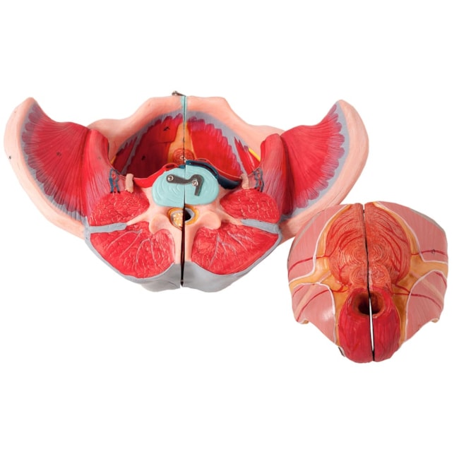 Pelve Feminina Com Músculos e Orgão Genital Feminino 4 partes-aa3c190c-1f2b-4478-a33a-cf7a16a9090d