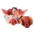 Pelve Feminina Com Músculos e Orgão Genital Feminino 4 partes-e4e3f1c9-bb4d-4c02-930a-25340b5d2307