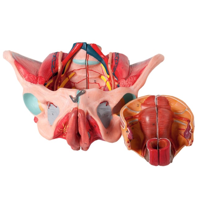 Pelve Feminina Com Músculos e Orgão Genital Feminino 4 partes-2580b6ee-f4e6-4953-98fb-c80774448f83