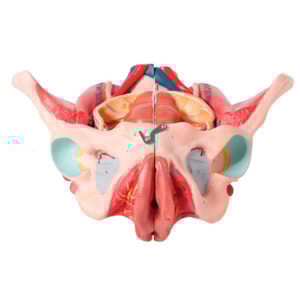 Pelve Feminina Com Músculos e Orgão Genital Feminino 4 partes