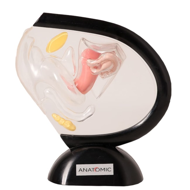 Pelve Feminina de Acrílico 2 Partes-29ebeba9-4cee-4497-b0a4-651f63068b54