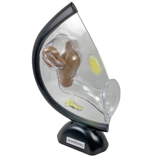 Pelve Feminina de Acrílico 2 Partes-ac466558-78d8-45db-b59c-cba4ec45b1ed