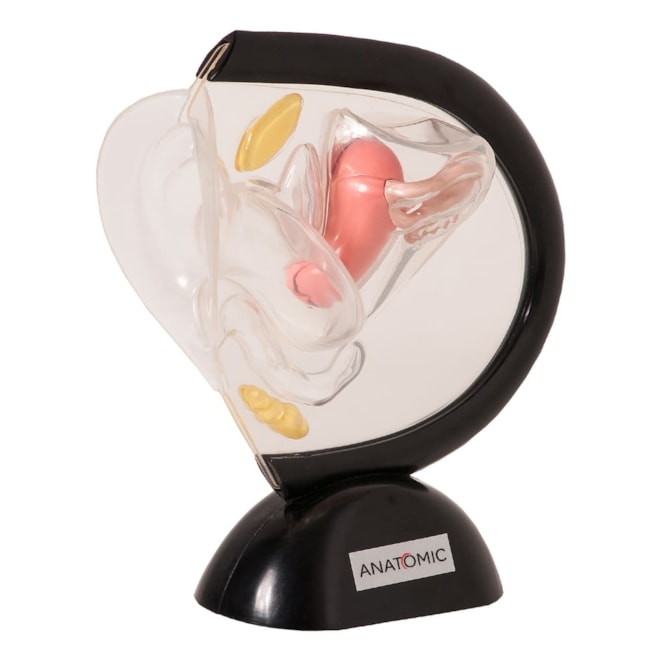 Pelve Feminina de Acrílico 2 Partes-6c04c595-d81d-4d46-ad4a-1c166c6fe431