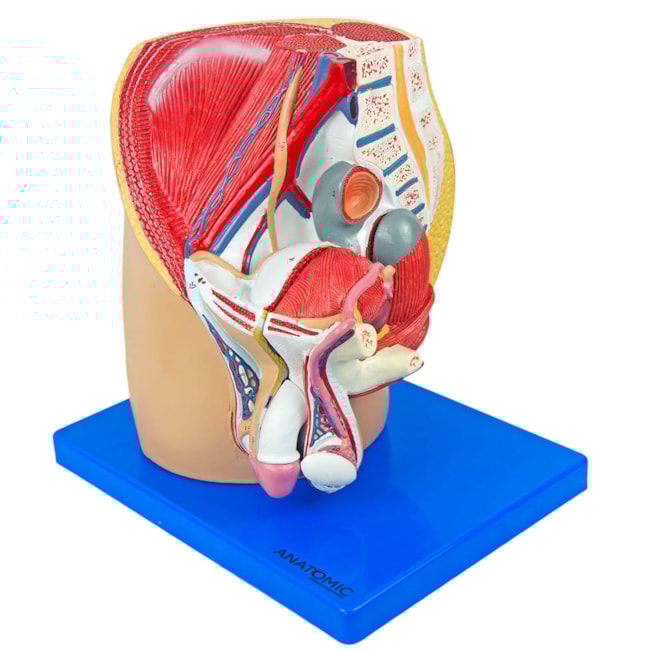 Pelve Masculina em Corte Mediano 4 partes-7180c26e-2999-4219-9d12-ef2215f02b15