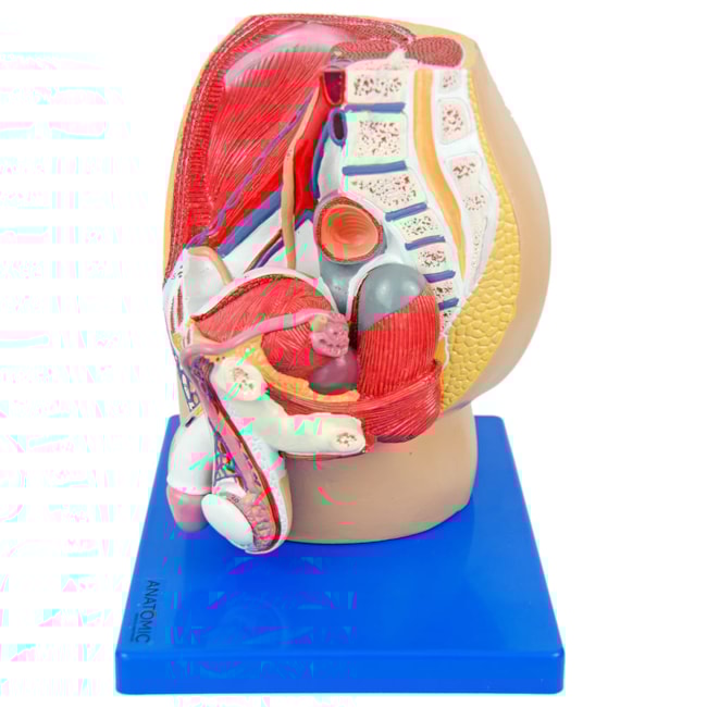 Pelve Masculina em Corte Mediano 4 partes-afe57254-745a-49cf-919a-ab99c040ecf1