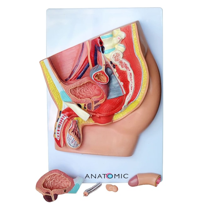 Pelve Masculina em Corte Mediano 5 Partes-6478ff6c-7f87-42f0-9866-6d2bf565e548