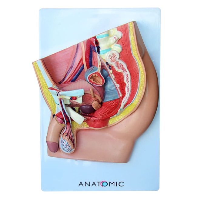 Pelve Masculina em Corte Mediano 5 Partes-ceaef73c-1b29-4935-9b11-b48f88280c0c