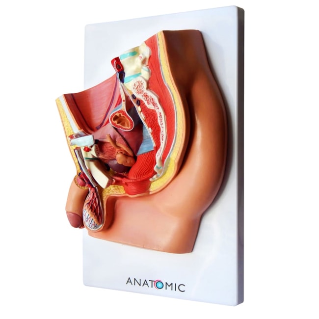 Pelve Masculina em Corte Mediano 5 Partes-bf83c003-8416-4f31-b003-bb197bf4ed02