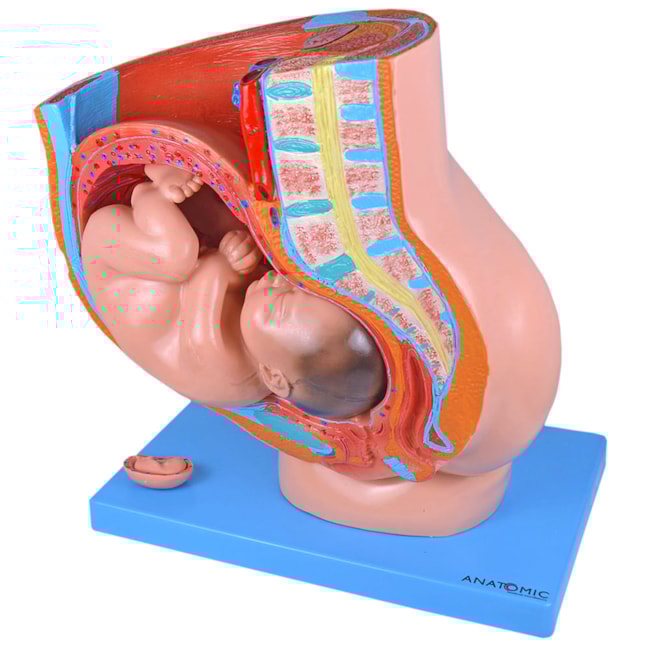 Pélvis de Gravidez Com 4 Partes-62f51ade-7c58-4cbb-9c5b-0463fe7c4354