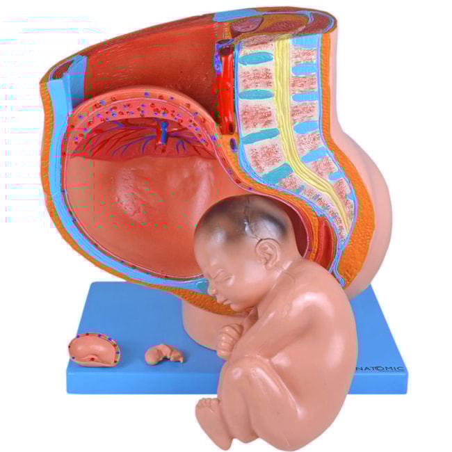 Pélvis de Gravidez Com 4 Partes-fa5bd618-832a-4627-9565-df69b5d602e8