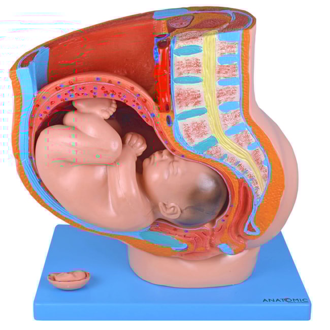 Pélvis de Gravidez Com 4 Partes-7ab3cfb9-d406-4a40-970f-a499ed622a7b