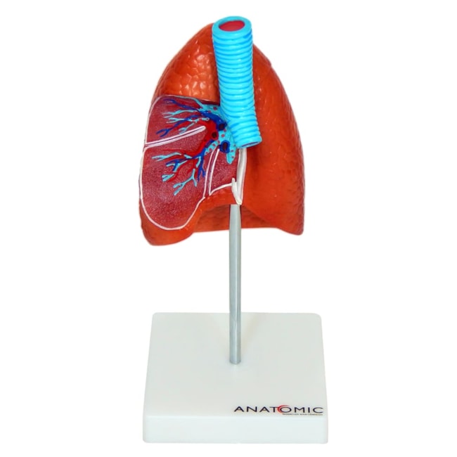 Pulmão Com Traquéia e Prancha Explicativa-60e8d109-6cd5-4b6a-b1c3-aabcfe83eea3