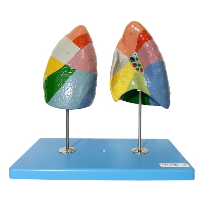 Pulmão Segmentado-3d45eb02-9239-4ac4-9195-a30ef627999b