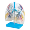 Pulmão Transparente-89ea70ef-08eb-4c9c-afd7-cbae636075d5