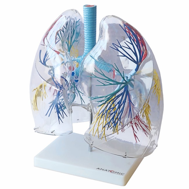 Pulmão Transparente-db7468b4-ac6f-4d87-975e-24118bfa4f2b