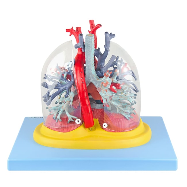 Pulmão Transparente com Arvore Brônquica Traqueia Coração e Mediastino-cf878e73-8dc5-4e0a-882b-cfad19ebfaad