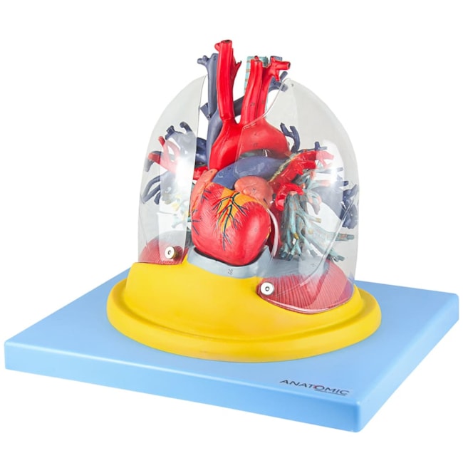 Pulmão Transparente com Arvore Brônquica Traqueia Coração e Mediastino-b427e738-a8e6-4fc1-9e2b-d9059674b7e4