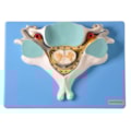 Quinta Vertebra Cervical Com Medula Espinhal e Nervos-c52cf052-224b-4c80-8fa8-56f651248020