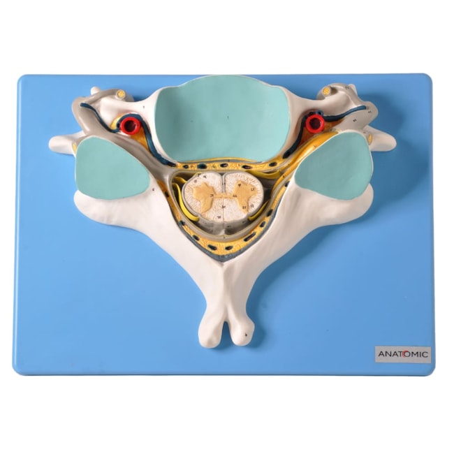 Quinta Vertebra Cervical Com Medula Espinhal e Nervos-734575df-8c1c-4281-9a82-4b240ce0fc5e