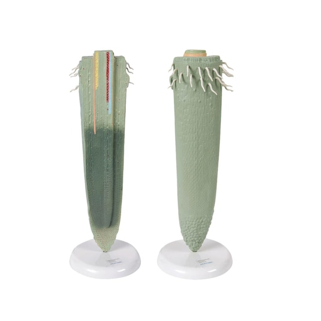 Raiz de Planta Ampliada-6cf139b8-b2cd-401e-b402-f446d1c5f74f