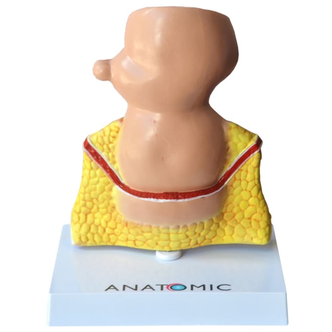 Reto com Patologias-947141ce-492a-4f95-91c0-c7aa02145872