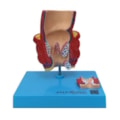 Reto com Patologias-ce25723d-879e-4fca-95b4-803826929bc7