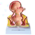Reto com Patologias-792967f2-7e7a-475d-84f8-6e38a775e9ef