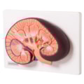 Rim Básico em Corte Sagital-f7b07a49-ce60-408e-ab49-e0feea7fbac8