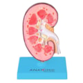 Rim com Patologias-0b7124d9-7a31-4b44-b294-4e0f07fff03d
