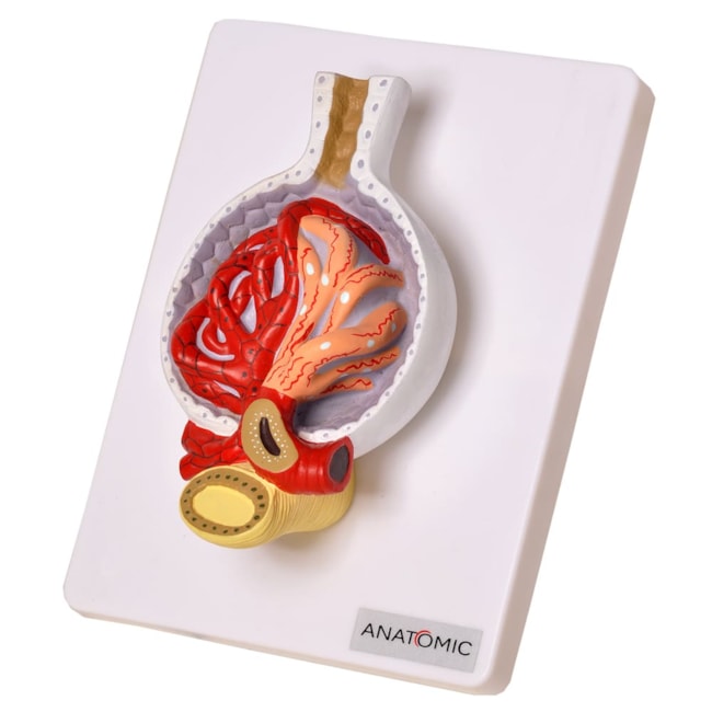 Rim Glomérulos-9f4e5e7b-0558-43d2-9327-50f5fc8ce92d