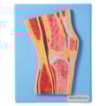 Secção Mediana da Articulação do Joelho-37945032-d347-4387-97c5-765ae6e7fc27
