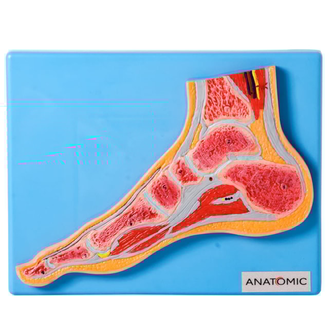 Secção Mediana da Articulação do Pé-f9e8af8b-37b9-4909-8eb6-702f56b7f1d0