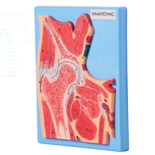 Secção Mediana da Articulação do Quadril-54732c8d-0acb-43e2-b79f-b0feedfa19d5