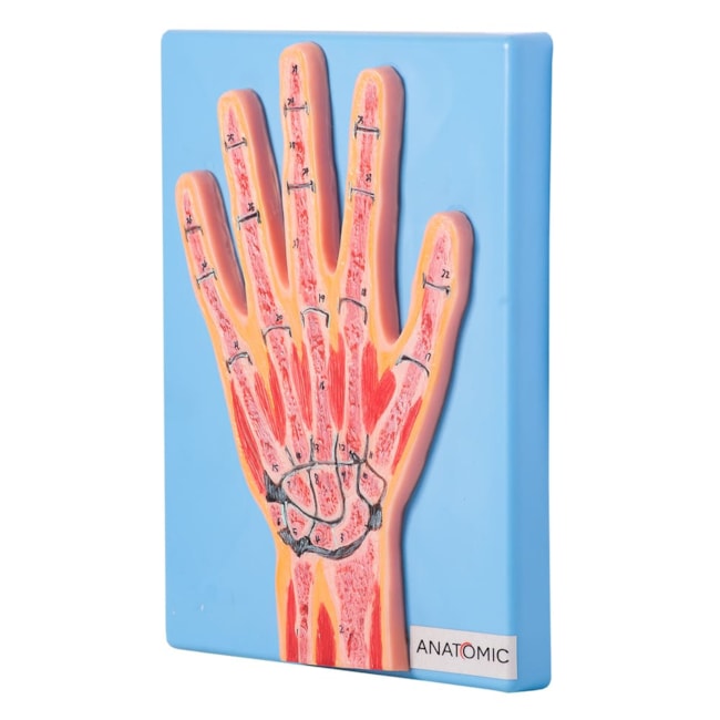 Secção Mediana Da Mão-d928e300-daa5-4277-8c75-eff677d3df61