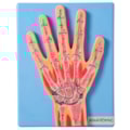 Secção Mediana Da Mão-af451e9b-ff43-4414-83be-cbd4f4adde8b