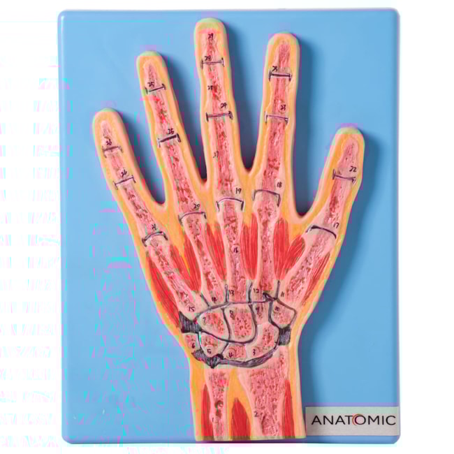 Secção Mediana Da Mão-18947a53-8e5e-4077-86e7-eadf128131f9