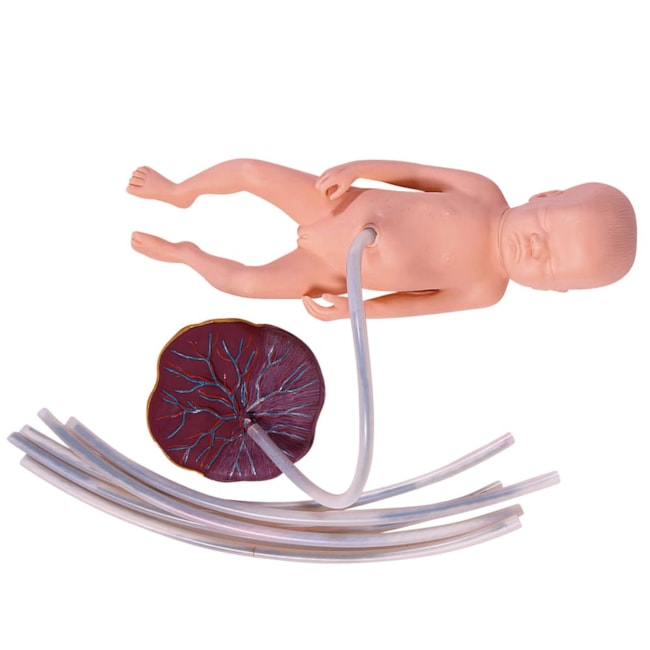 Simulador de Parto com Cervix Episiotomia e Feto com Placenta-d4123006-80d0-4b8a-b9e9-dc1acb44230a